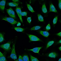 HSPA1L Antibody - Immunofluorescent analysis of HSP70 staining in HeLa cells. Formalin-fixed cells were permeabilized with 0.1% Triton X-100 in TBS for 5-10 minutes and blocked with 3% BSA-PBS for 30 minutes at room temperature. Cells were probed with the primary antibody in 3% BSA-PBS and incubated overnight at 4 deg C in a humidified chamber. Cells were washed with PBST and incubated with a FITC-conjugated secondary antibody (green) in PBS at room temperature in the dark. DAPI was used to stain the cell nuclei (blue).
