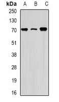 HSPA1L Antibody - Western blot analysis of HSPA1L expression in HeLa (A); THP1 (B); mouse testis (C) whole cell lysates.