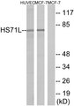 HSPA1L Antibody - Western blot analysis of lysates from MCF-7 cells and HUVEC cells, using HS71L Antibody. The lane on the right is blocked with the synthesized peptide.