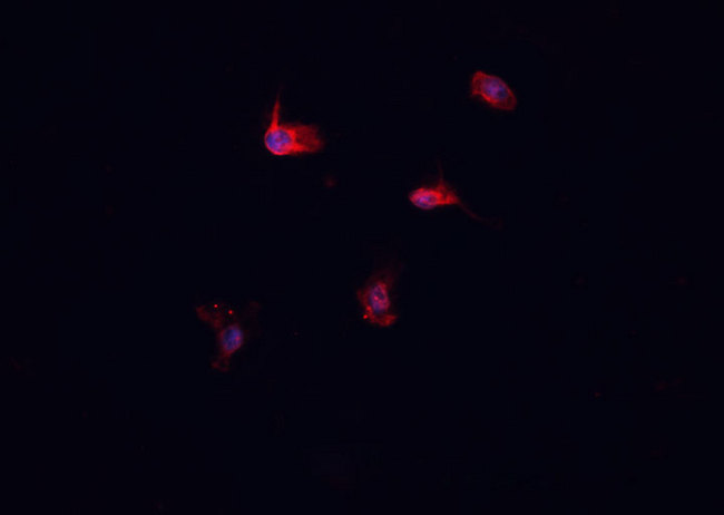 HSPA1L Antibody - Staining HepG2 cells by IF/ICC. The samples were fixed with PFA and permeabilized in 0.1% Triton X-100, then blocked in 10% serum for 45 min at 25°C. The primary antibody was diluted at 1:200 and incubated with the sample for 1 hour at 37°C. An Alexa Fluor 594 conjugated goat anti-rabbit IgG (H+L) antibody, diluted at 1/600, was used as secondary antibody.