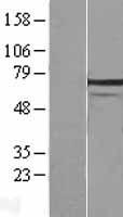 HSPA1L Protein - Western validation with an anti-DDK antibody * L: Control HEK293 lysate R: Over-expression lysate