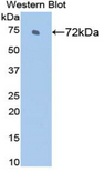 HSPA2 Antibody - Western blot of recombinant HSPA2.  This image was taken for the unconjugated form of this product. Other forms have not been tested.