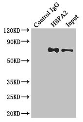 HSPA2 Antibody - Immunoprecipitating HSPA2 in Hela whole cell lysate Lane 1: Rabbit monoclonal IgG (1µg) instead of HSPA2 Antibody in Hela whole cell lysate.For western blotting, a HRP-conjugated anti-rabbit IgG, specific to the non-reduced form of IgG was used as the Secondary antibody (1/50000) Lane 2: HSPA2 Antibody (4µg) + Hela whole cell lysate (500µg) Lane 3: Hela whole cell lysate (20µg)
