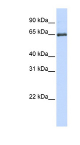 HSPA2 Antibody - HSPA2 antibody western blot of Jurkat lysate.  This image was taken for the unconjugated form of this product. Other forms have not been tested.