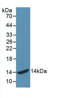 HSPA2 Antibody - Western Blot; Sample: Recombinant HSPA2, Human.