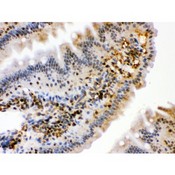 HSPA2 Antibody - HSPA2 antibody IHC-paraffin. IHC(P): Mouse Intestine Tissue.
