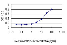 HSPA2 Antibody - Detection limit for recombinant GST tagged HSPA2 is approximately 0.3 ng/ml as a capture antibody.