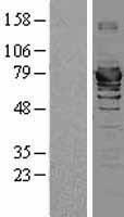 HSPA2 Protein - Western validation with an anti-DDK antibody * L: Control HEK293 lysate R: Over-expression lysate