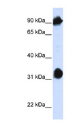 HSPA4 / APG-2 Antibody - HSPA4 antibody Western blot of 293T cell lysate. This image was taken for the unconjugated form of this product. Other forms have not been tested.