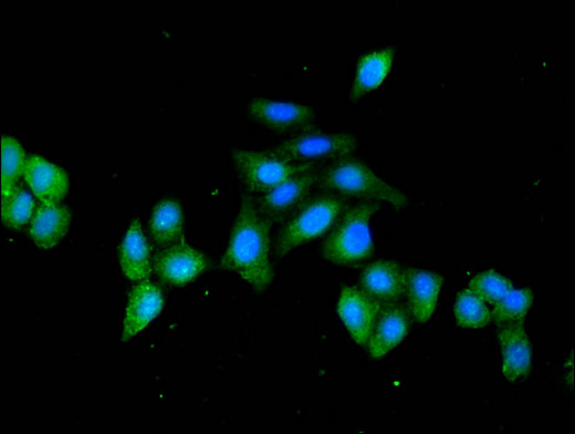 HSPA4 / APG-2 Antibody - Immunofluorescent analysis of HepG2 cells using HSPA4 Antibody at a dilution of 1:100 and Alexa Fluor 488-congugated AffiniPure Goat Anti-Rabbit IgG(H+L)