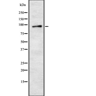 HSPA4 / APG-2 Antibody - Western blot analysis of HSP74 using HepG2 whole cells lysates