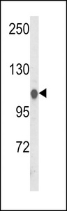 HSPA4L / APG-1 Antibody - Western blot of HSPA4L Antibody in HeLa cell line lysates (35 ug/lane). HSPA4L (arrow) was detected using the purified antibody.