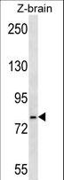 HSPA5 / GRP78 / BiP Antibody - HSPA5 Antibody western blot of zebra fish brain tissue lysates (35 ug/lane). The HSPA5 antibody detected the HSPA5 protein (arrow).