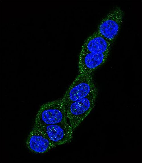 HSPA5 / GRP78 / BiP Antibody - Confocal immunofluorescence of HSPA5 Antibody with HeLa cell followed by Alexa Fluor 488-conjugated goat anti-rabbit lgG (green). DAPI was used to stain the cell nuclear (blue).