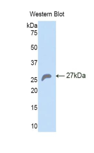HSPA5 / GRP78 / BiP Antibody - Western blot of recombinant HSPA5 / GRP78 / BIP.  This image was taken for the unconjugated form of this product. Other forms have not been tested.