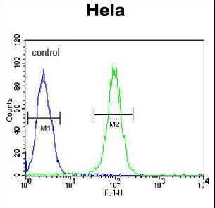 HSPA5 / GRP78 / BiP Antibody - HSPA5 Antibody flow cytometry of HeLa cells (right histogram) compared to a negative control cell (left histogram). FITC-conjugated goat-anti-rabbit secondary antibodies were used for the analysis.