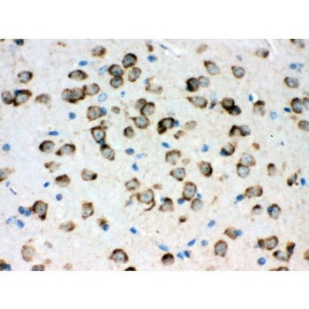 HSPA5 / GRP78 / BiP Antibody - GRP78 BiP antibody IHC-paraffin. IHC(P): Mouse Brain Tissue.