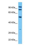 HSPA5 / GRP78 / BiP Antibody - Western blot of GRP78 Antibody with human 293T Whole Cell lysate.  This image was taken for the unconjugated form of this product. Other forms have not been tested.