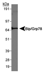 HSPA5 / GRP78 / BiP Antibody - Detection of Bip/Grp78 in rat liver.  This image was taken for the unconjugated form of this product. Other forms have not been tested.