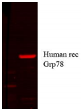 HSPA5 / GRP78 / BiP Antibody - A band of ~78kDa is detected.