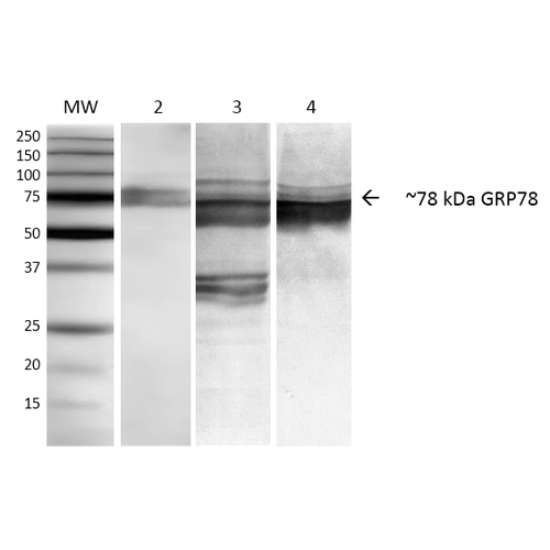 HSPA5 / GRP78 / BiP Antibody - Western Blot analysis of Human, Mouse, Rat NIH3T3, Rat Brain, and HEK-293 cell lysates showing detection of ~78 kDa GRP78 protein using Mouse Anti-GRP78 Monoclonal Antibody, Clone 3C5-1A4. Lane 1: MW ladder. Lane 2: Mouse NIH3T3. Lane 3: Rat Brain. Lane 4: Human HEK-293. Block: 5% milk + TBST for 1 hour at RT. Primary Antibody: Mouse Anti-GRP78 Monoclonal Antibody  at 1:1000 for 1 hour at RT. Secondary Antibody: HRP Goat Anti-Mouse at 1:50 for 1 hour at RT. Color Development: TMB solution for 5 min at RT. Predicted/Observed Size: ~78 kDa.