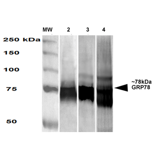 HSPA5 / GRP78 / BiP Antibody - Western Blot analysis of Human, Mouse, Rat HEK-293, NIH3T3, and Rat Brain cell lysates showing detection of GRP78 protein using Mouse Anti-GRP78 Monoclonal Antibody, Clone 3G12-1G11. Primary Antibody: Mouse Anti-GRP78 Monoclonal Antibody  at 1:1000.