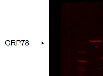HSPA5 / GRP78 / BiP Antibody - Use at 0.5-1.0ug/ml. A band of ~78kDa is detected.