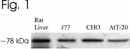 HSPA5 / GRP78 / BiP Antibody - GRP78 Antibody - Figure 1 shows a Western blot of GRP78 on indicated cell extracts.  This image was taken for the unconjugated form of this product. Other forms have not been tested.