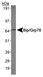 HSPA5 / GRP78 / BiP Antibody - Detection of Bip/Grp78 on HeLa whole cell extracts.  This image was taken for the unconjugated form of this product. Other forms have not been tested.