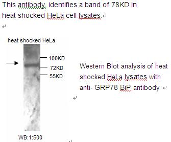 HSPA5 / GRP78 / BiP Antibody