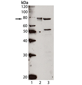 HSPA5 / GRP78 / BiP Antibody - Western blot of Grp78polyclonal antibody: Lane 1: MW marker, Lane2: Grp78/BiP (hamster), (recombinant), Lane3: Liver (rat), (microsome extract)