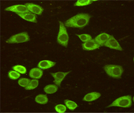 HSPA5 / GRP78 / BiP Antibody - Immunocytochemistry staining of HeLa cells fixed with 4% Paraformaldehyde and using anti-BiP/GRP78 (C-terminus) mouse monoclonal antibody (dilution 1:50).