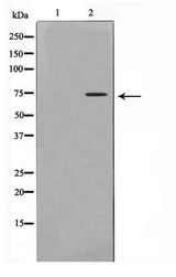 HSPA5 / GRP78 / BiP Antibody - Western blot of COS7 cell lysate using GRP78 Antibody