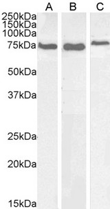 HSPA5 / GRP78 / BiP Antibody - HSPA5 / GRP78 / BiP antibody (0.01µg/ml) staining of Mouse Liver (A) and Testes (B) and Rat Brain (C) lysate (35µg protein in RIPA buffer). Detected by chemiluminescence.