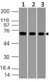 HSPA5 / GRP78 / BiP Antibody - Fig-1: Western blot analysis of GRP78. Anti-GRP78 antibody was used at 1 µg/ml on (1) A431, (2) HepG2 and (3) RAW lysates.