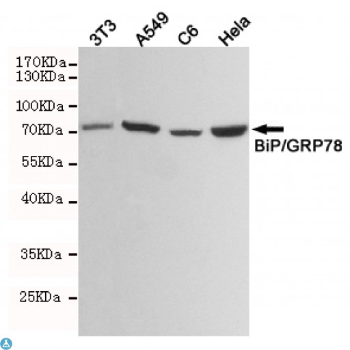 HSPA5 / GRP78 / BiP Antibody - Western blot analysis of extracts from 3T3, A549, C6 and Hela cell lysates using BiP/GRP78 mouse mAb (1:1000 diluted). Predicted band size: 72KDa. Observed band size: 72KDa.
