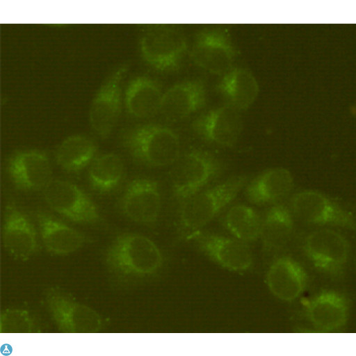 HSPA5 / GRP78 / BiP Antibody - Immunofluorescent analysis of Hela cells fixed by anhydrous methanol at -20°C and using BiP/GRP78 mouse mAb (dilution 1:200).