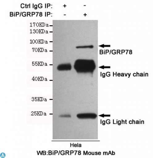 HSPA5 / GRP78 / BiP Antibody - Immunoprecipitation of BiP/GRP78 from Hela cell extracts using BiP/GRP78 Mouse mAb.Western blot was performed using BiP/GRP78 Mouse mAb.