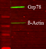 HSPA5 / GRP78 / BiP Antibody - Western blot analysis of GRP78 in Glia GD cell lysates using a 1:1000 dilution of HSPA5 / GRP78 / BIP antibody.  This image was taken for the unconjugated form of this product. Other forms have not been tested.