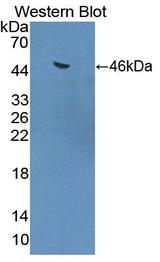 HSPA6 / HSP70B' Antibody - Western blot of HSPA6 / HSP70B' antibody.