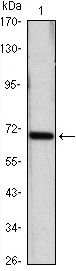HSPA6 / HSP70B' Antibody - Western blot using HSP70 mouse monoclonal antibody against HeLa (1) cell lysate.