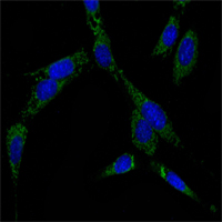 HSPA6 / HSP70B' Antibody - Immunofluorescence of NIH/3T3 cells using HSP70 mouse monoclonal antibody (green). Blue: DRAQ5 fluorescent DNA dye.
