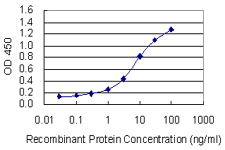 HSPA6 / HSP70B' Antibody - Detection limit for recombinant GST tagged HSPA6 is 0.1 ng/ml as a capture antibody.