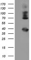 HSPA6 / HSP70B' Antibody - HEK293T cells were transfected with the pCMV6-ENTRY control (Left lane) or pCMV6-ENTRY HSPA6 (Right lane) cDNA for 48 hrs and lysed. Equivalent amounts of cell lysates (5 ug per lane) were separated by SDS-PAGE and immunoblotted with anti-HSPA6.