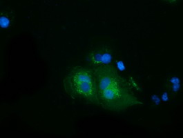 HSPA6 / HSP70B' Antibody - Anti-HSPA6 mouse monoclonal antibody  immunofluorescent staining of COS7 cells transiently transfected by pCMV6-ENTRY HSPA6.
