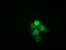 HSPA6 / HSP70B' Antibody - Anti-HSPA6 mouse monoclonal antibody  immunofluorescent staining of COS7 cells transiently transfected by pCMV6-ENTRY HSPA6.