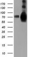 HSPA6 / HSP70B' Antibody - HEK293T cells were transfected with the pCMV6-ENTRY control (Left lane) or pCMV6-ENTRY HSPA6 (Right lane) cDNA for 48 hrs and lysed. Equivalent amounts of cell lysates (5 ug per lane) were separated by SDS-PAGE and immunoblotted with anti-HSPA6.