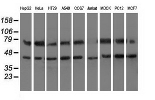 HSPA6 / HSP70B' Antibody - Western blot analysis of extracts (35ug) from 9 different cell lines by using anti-HSPA6 monoclonal antibody.