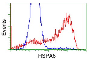 HSPA6 / HSP70B' Antibody - HEK293T cells transfected with either overexpress plasmid (Red) or empty vector control plasmid (Blue) were immunostained by anti-HSPA6 antibody, and then analyzed by flow cytometry.
