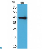 HSPA6 / HSP70B' Antibody - Western Blot (WB) analysis of K562 cells using HSP77/76 polyclonal antibody.